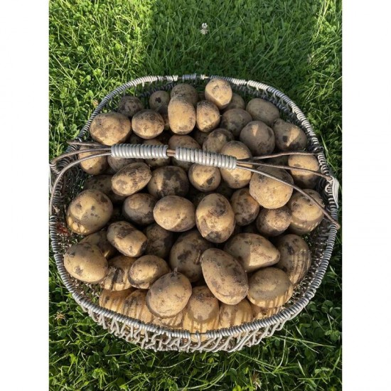 Bulvės „Laura", 1 kg 