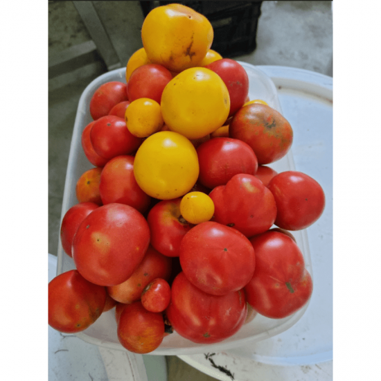 Lauko pomidorai, 1 kg