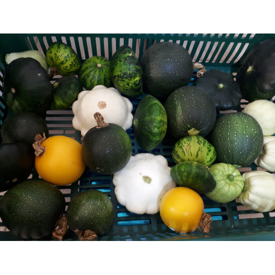 Maži patisonai, 1 kg Maži patisonai, 1 kg