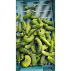 Nestandartiniai agurkai, 1 kg