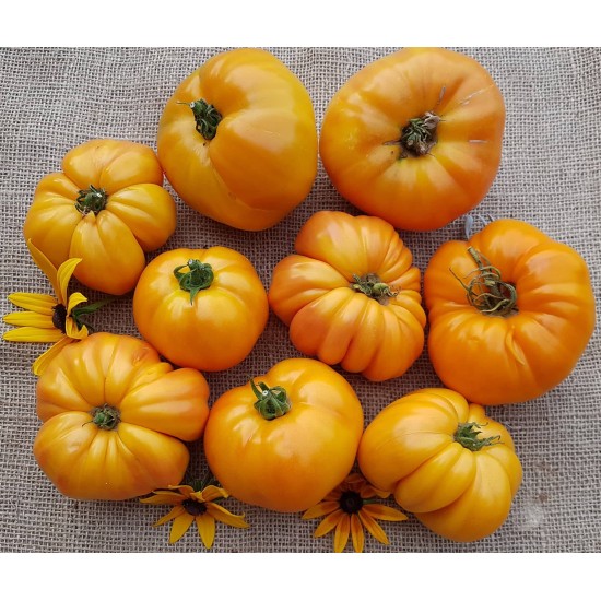 Gamtiškai užauginti dideli geltonieji veisliniai pomidorai, 1 kg