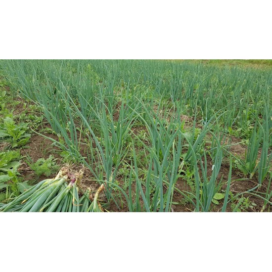 Švieži gamtiškai užauginti geltonieji svogūnai su laiškais, 200 g Švieži gamtiškai užauginti geltonieji svogūnai su laiškais, 200 g