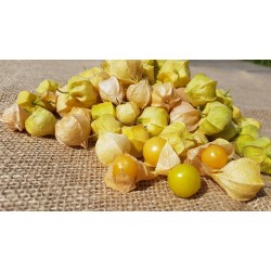 Peruvinės dumplūnės, 100 g