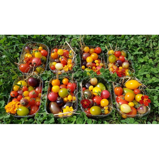 Gamtiškai užaugintų įvairiaspalvių veislinių pomidorų rinkinys, 200 g