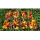 Gamtiškai užaugintų įvairiaspalvių veislinių pomidorų rinkinys, 200 g