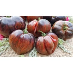 Gamtiškai užauginti dideli veisliniai pomidorai „Rebel Starfighter Prime", 1 kg