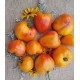 Gamtiškai užauginti dideli dvispalviai veisliniai pomidorai, 1 kg