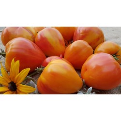 Gamtiškai užauginti dideli dvispalviai veisliniai pomidorai, 1 kg
