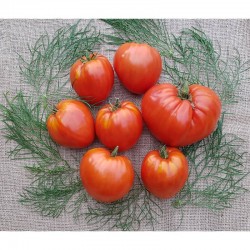Gamtiškai užauginti dideli raudonieji veisliniai pomidorai, 1 kg